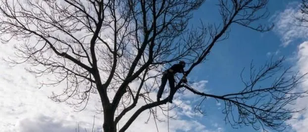 Top-rated lawn mowing service in Fort Lauderdale, FL - W.G. Arborist Consultants