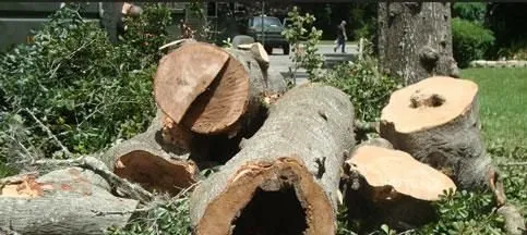 Local lawn care service in Fort Lauderdale, FL by W.G. Arborist Consultants