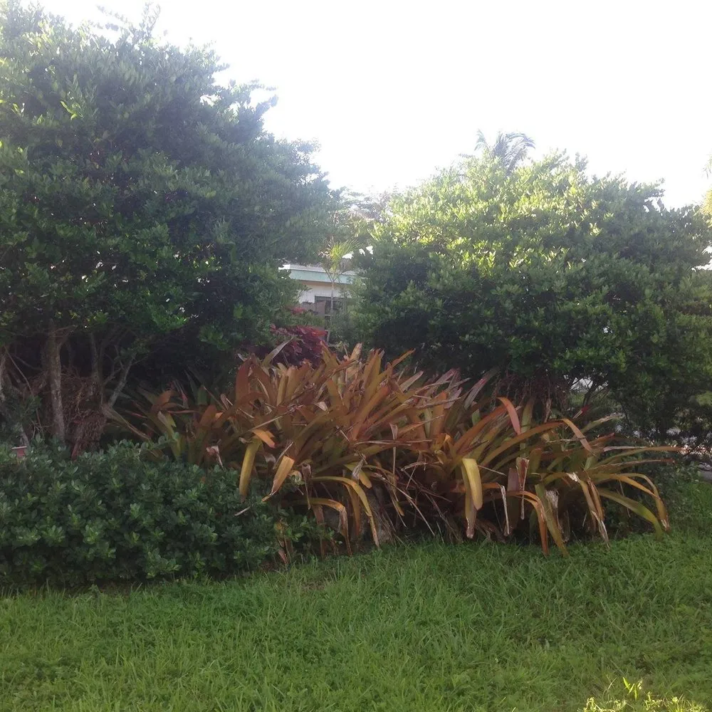 Expert lawn mowing service experts serving Fort Lauderdale, FL - W.G. Arborist Consultants
