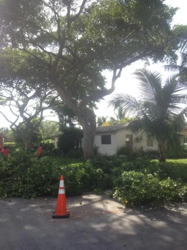 Top-rated lawn care service with custom design across Fort Lauderdale, FL - W.G. Arborist Consultants