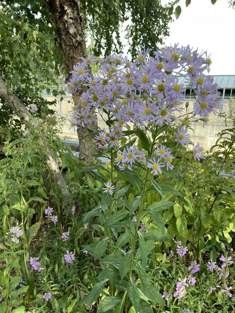 Affordable yard maintenance experts serving Fort Lauderdale, FL - W.G. Arborist Consultants