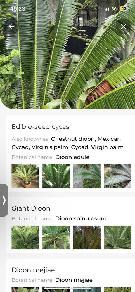 Trusted outdoor landscaping for year-round maintenance across Fort Lauderdale, FL - W.G. Arborist Consultants