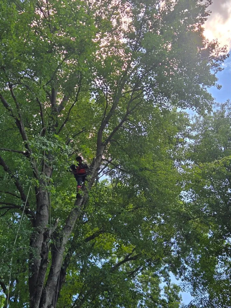 Professional yard maintenance near you in Bridgeport, CT by WG Lawn & Landscape