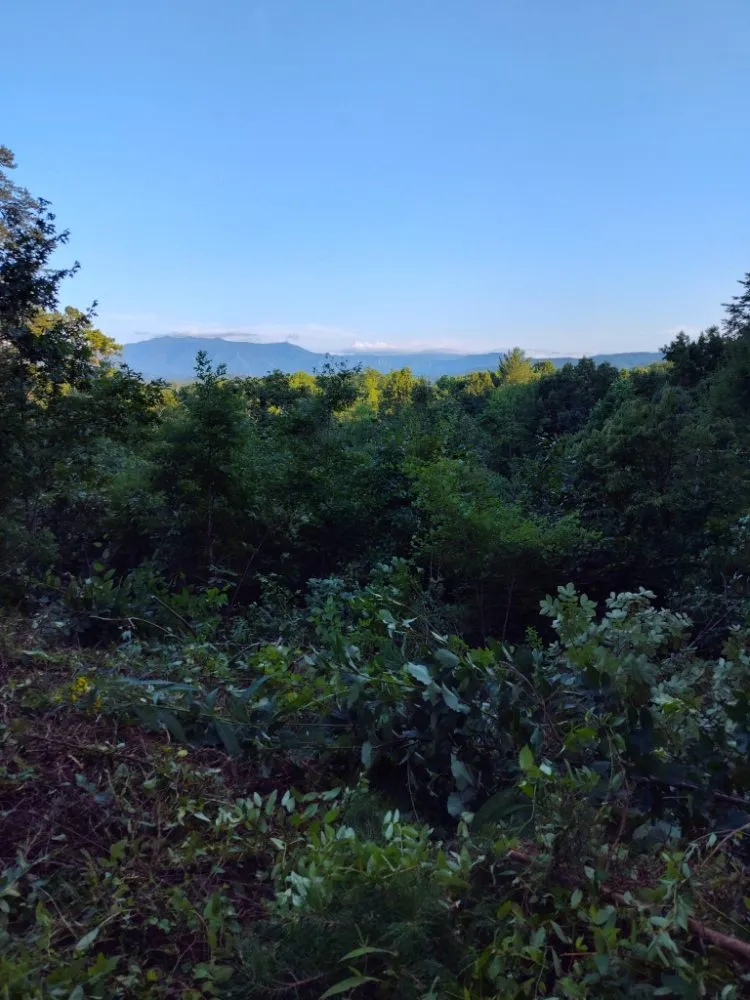 Custom yard cleanup service with custom design in Knoxville, TN by Whaley Property Management