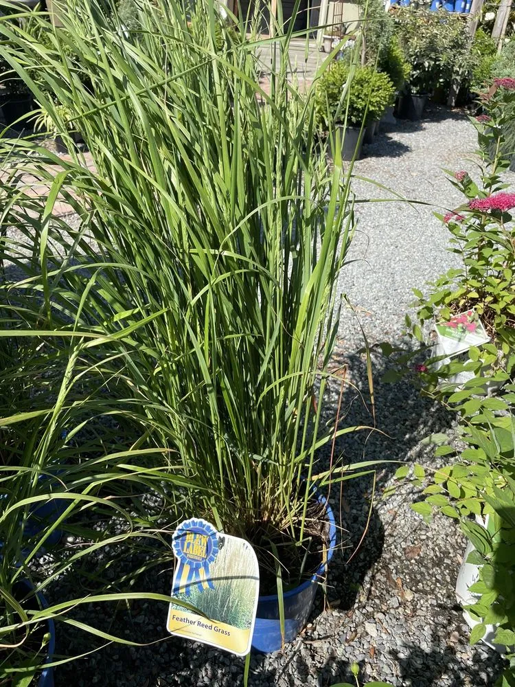 Custom lawn care service experts serving Rehoboth Beach, DE - Wharton's Garden Center