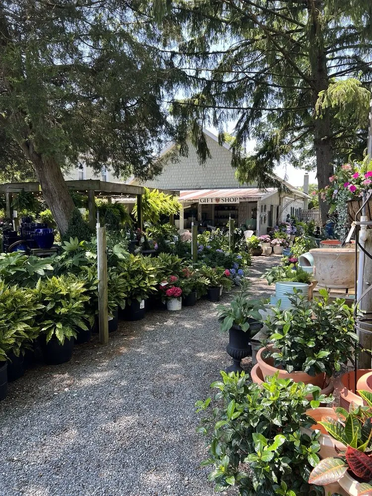 Top-rated yard cleanup service for homes across Rehoboth Beach, DE - Wharton's Garden Center