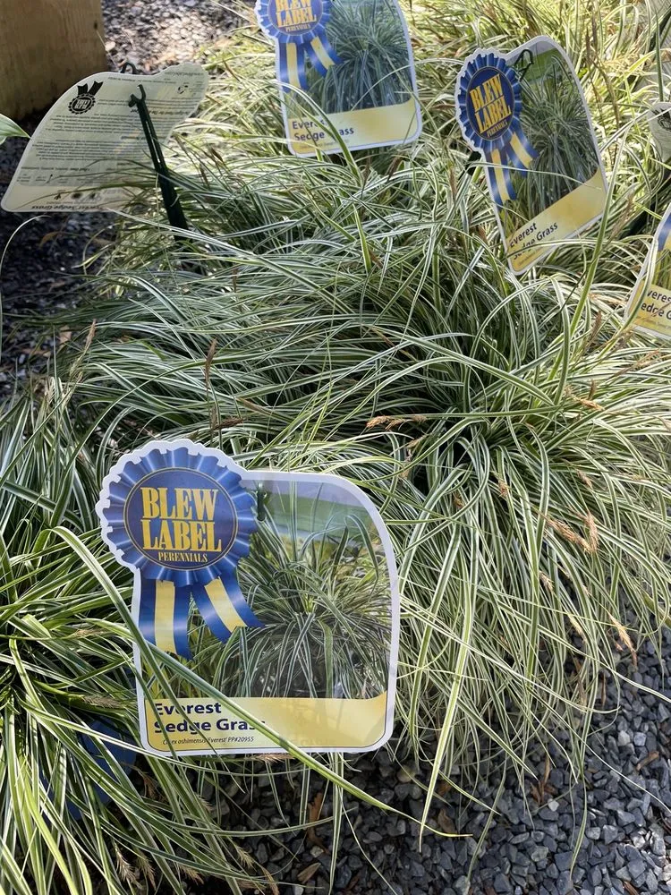 Custom yard maintenance with custom design across Rehoboth Beach, DE - Wharton's Garden Center