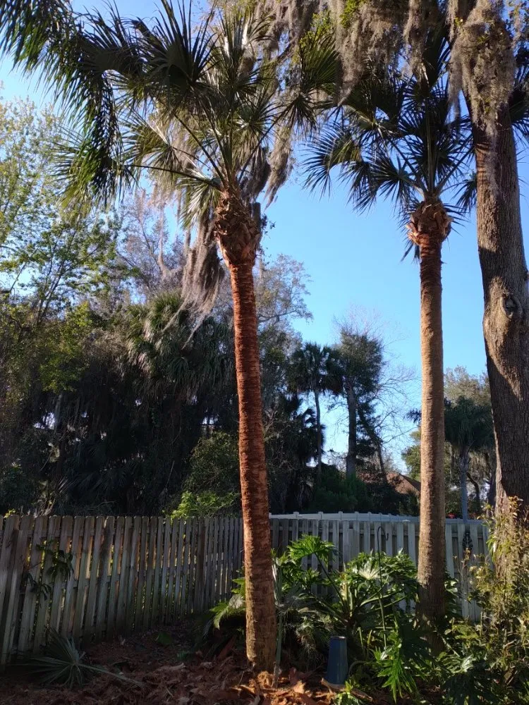 Local landscape installation experts serving New Smyrna Beach, FL - Wharton's Tree Care
