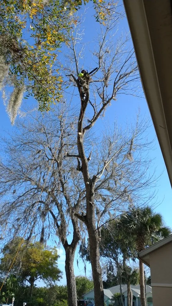 Local residential landscaping experts serving New Smyrna Beach, FL - Wharton's Tree Care