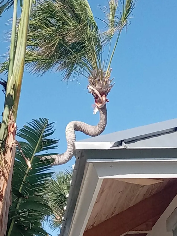 Custom yard maintenance with custom design in New Smyrna Beach, FL by Wharton's Tree Care