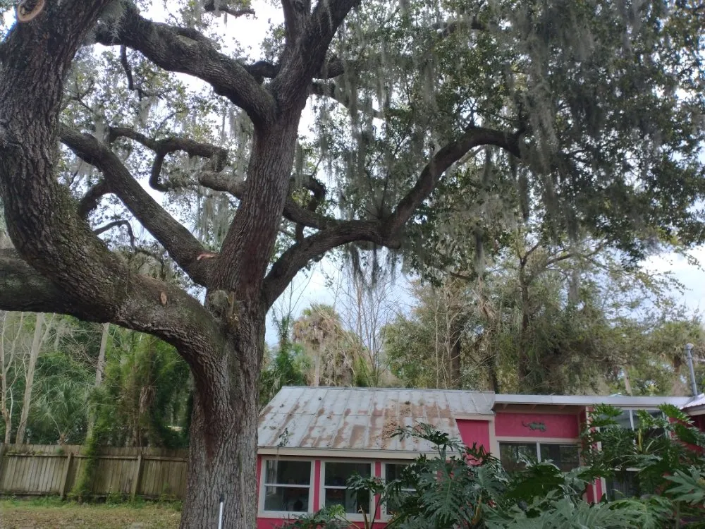 Expert landscape design in New Smyrna Beach, FL by Wharton's Tree Care