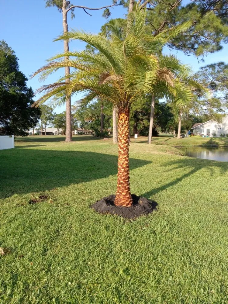 Affordable landscaping services in New Smyrna Beach, FL by Wharton's Tree Care