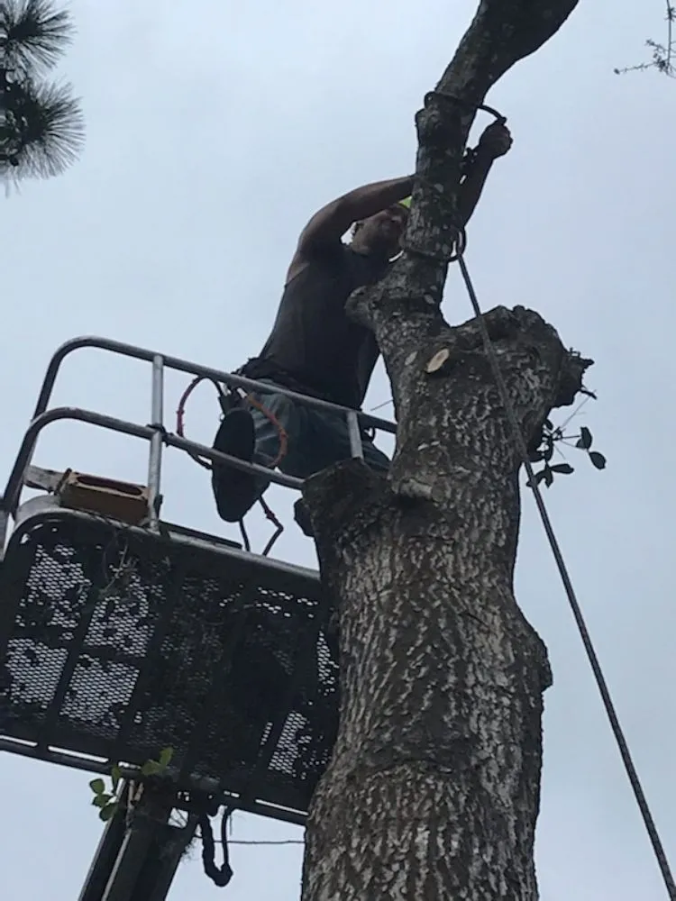 Expert landscape installation in New Smyrna Beach, FL by Wharton's Tree Care