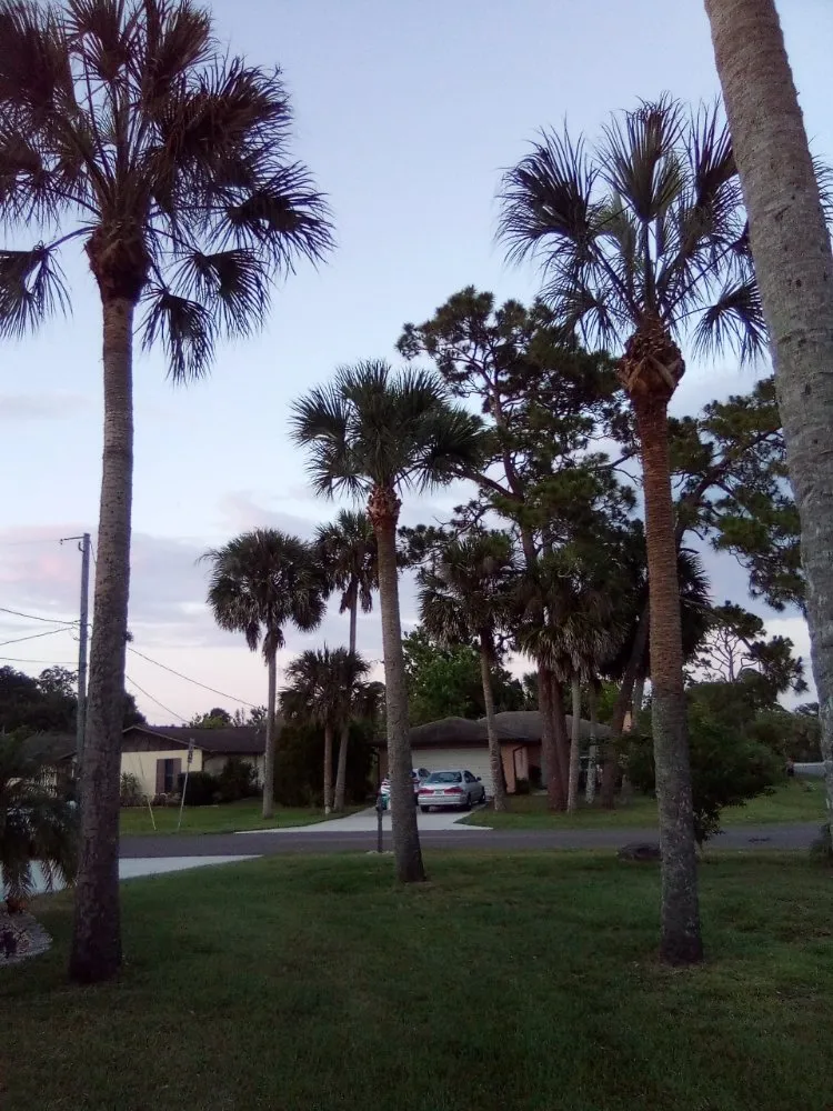 Professional yard cleanup service experts serving New Smyrna Beach, FL - Wharton's Tree Care