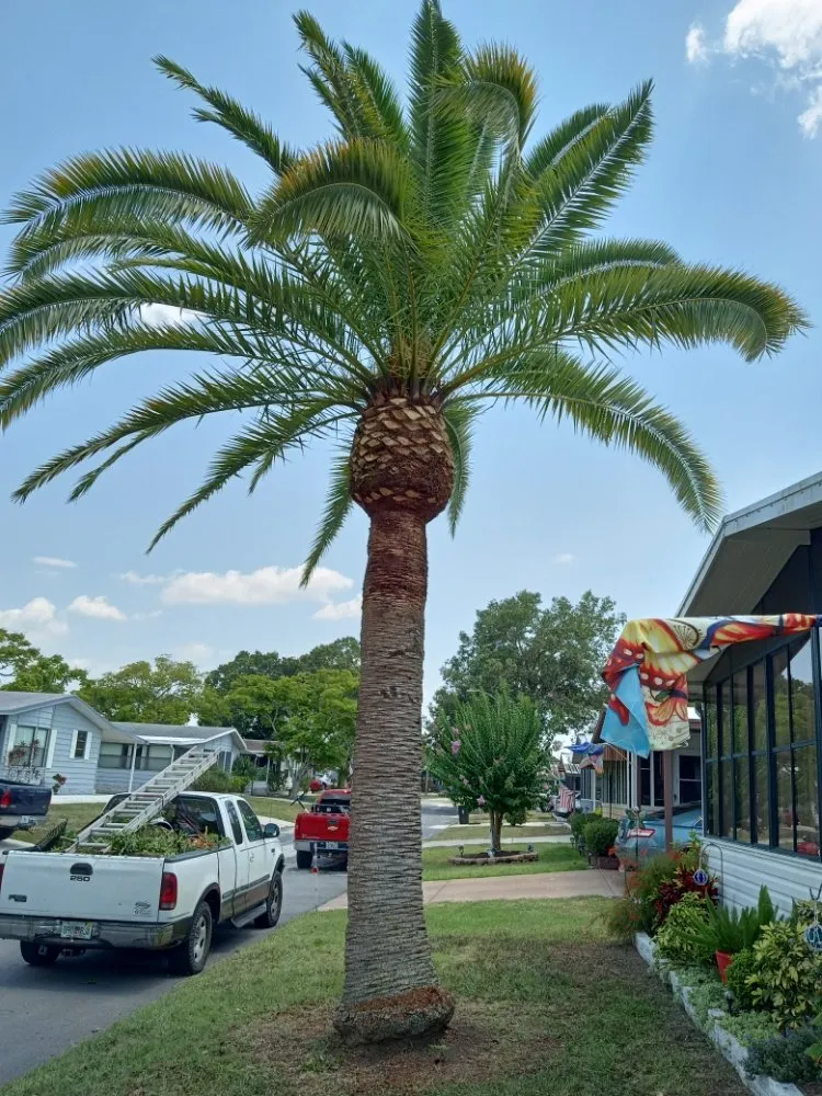 Custom landscape design in New Smyrna Beach, FL - Wharton's Tree Care