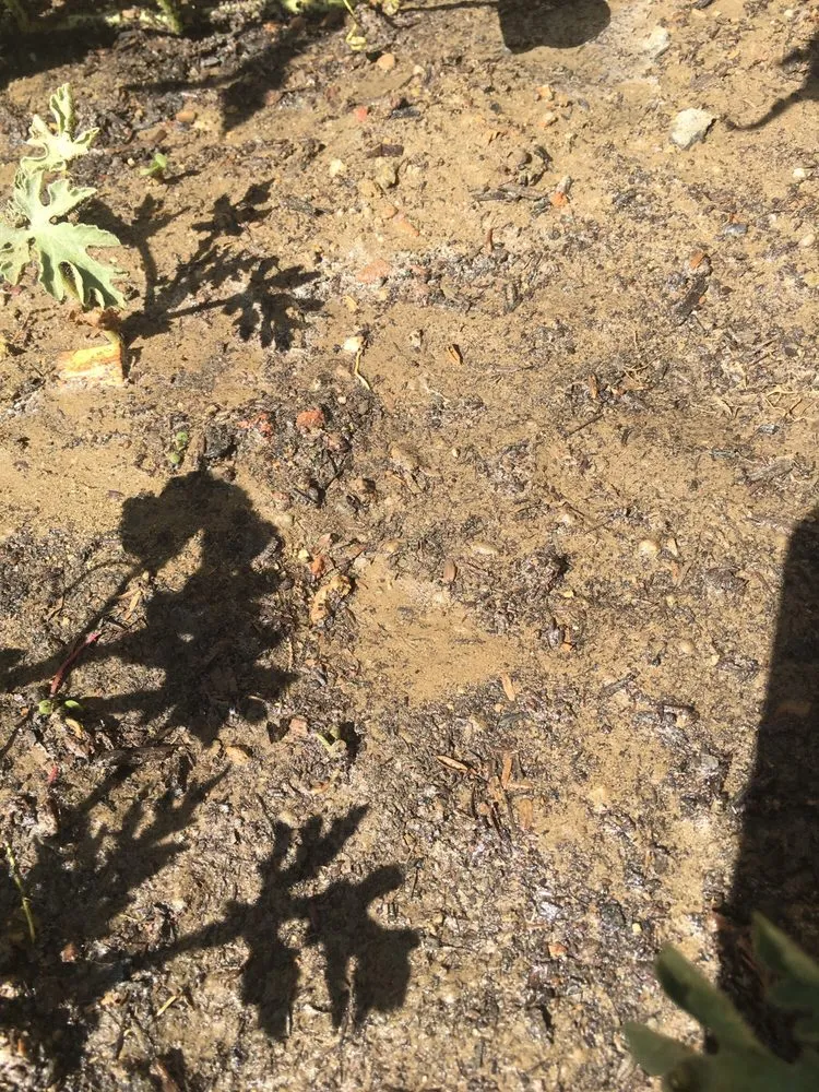 Custom landscape design for homes across Santa Rosa, CA - Wheeler Zamaroni Landscape Supplies