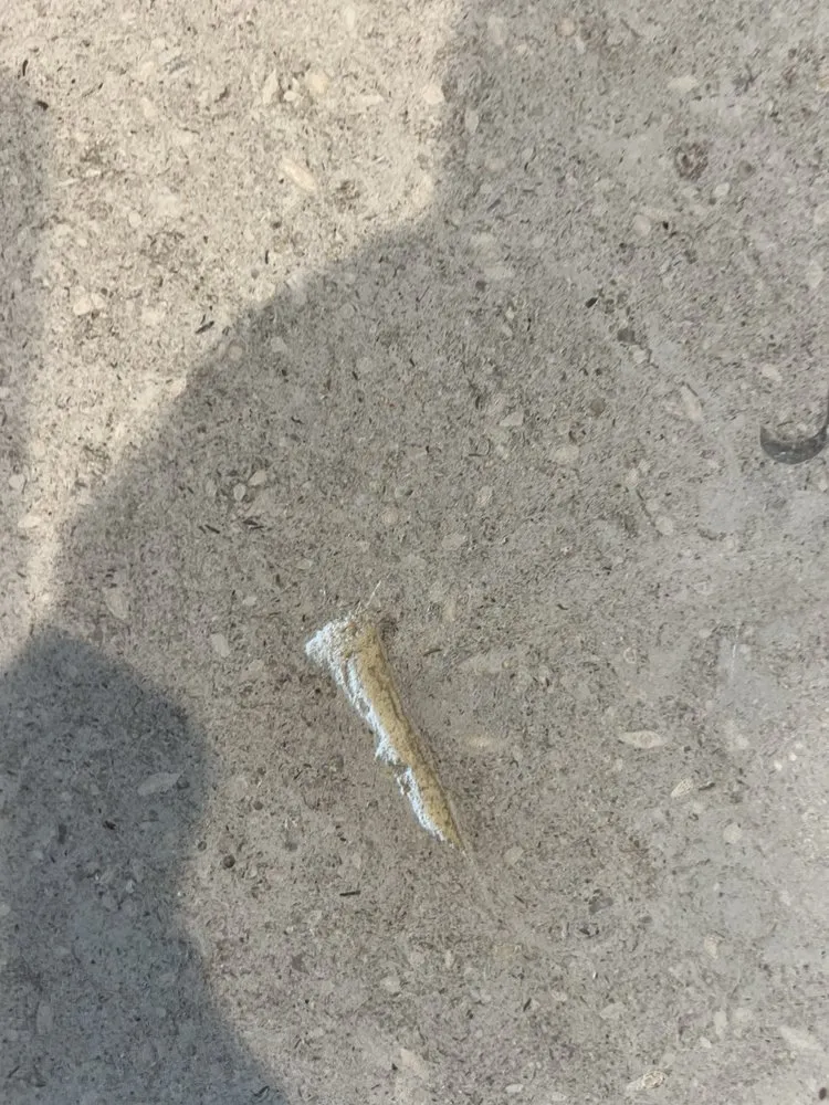 Professional yard cleanup service in Santa Rosa, CA by Wheeler Zamaroni Landscape Supplies