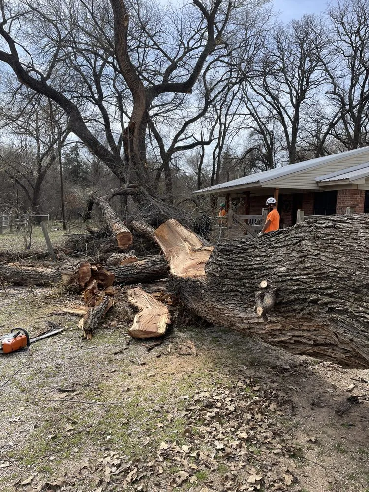 Affordable landscaping services for outdoor upgrades in Springtown, TX by Wheeler’s Tree Surgeons
