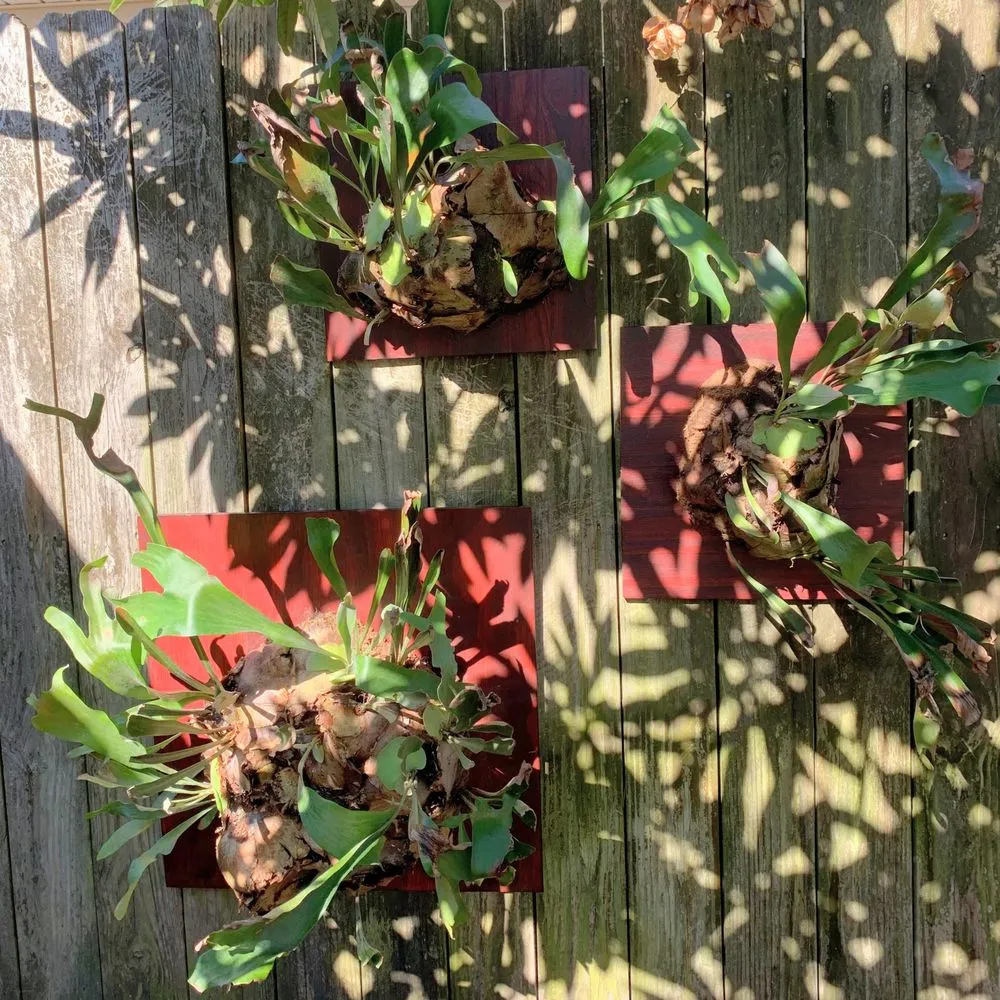 Local outdoor landscaping experts serving New Orleans, LA - Whimscapes