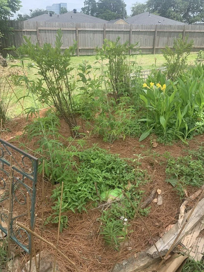 Local lawn care service for year-round maintenance in New Orleans, LA by Whimscapes