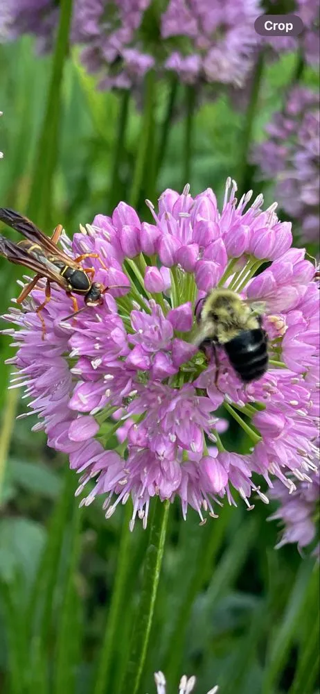 Reliable outdoor landscaping in Shakopee, MN - Whimsy Garden & Landscapes