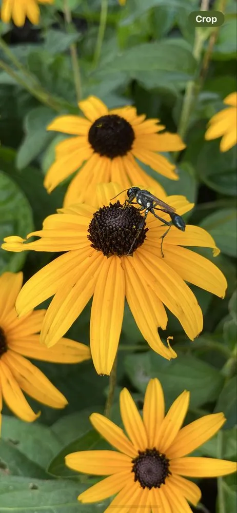 Custom landscape design experts serving Shakopee, MN - Whimsy Garden & Landscapes