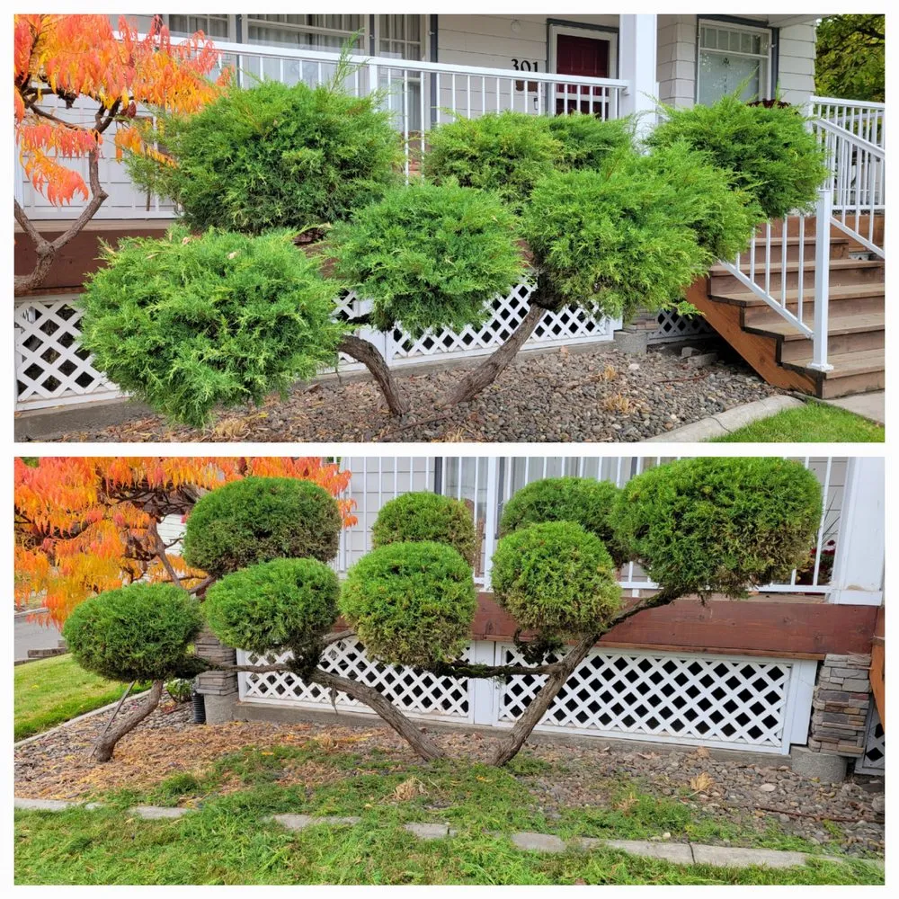 Expert landscaping services near you across Albion, WA - Whip Into Shape Yard Solutions