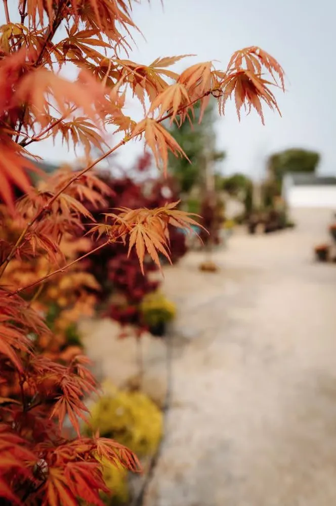 Top-rated residential landscaping for outdoor upgrades in Crystal Lake, IL by Whispering Hills Garden & Landscape Center