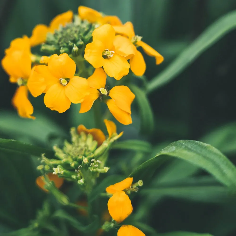 Affordable yard cleanup service experts serving Crystal Lake, IL - Whispering Hills Garden & Landscape Center