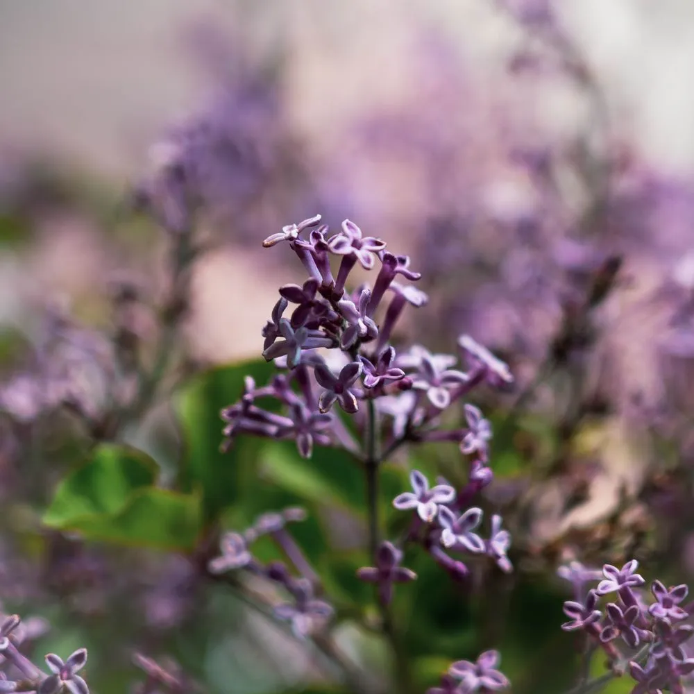 Professional outdoor landscaping for outdoor upgrades across Crystal Lake, IL - Whispering Hills Garden & Landscape Center