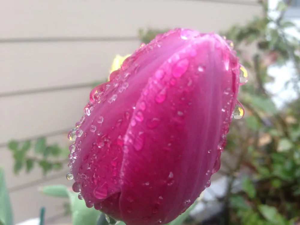 Affordable yard cleanup service for year-round maintenance across Livingston, NJ - White Birch Landscape Design