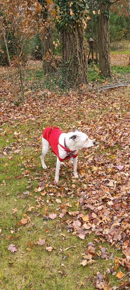 Professional landscaping services in Hatboro, PA by White Enterprises Outdoor Improvements