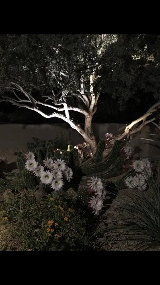 Custom lawn care service with custom design in Scottsdale, AZ by White Feather Landscaping