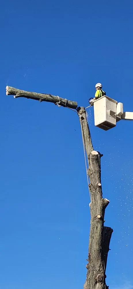 Expert landscape design near you in Ansonia, CT by White Hills Landscaping & Tree Service