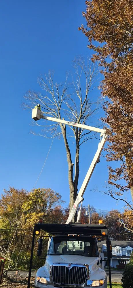 Top-rated lawn care service near you across Ansonia, CT - White Hills Landscaping & Tree Service