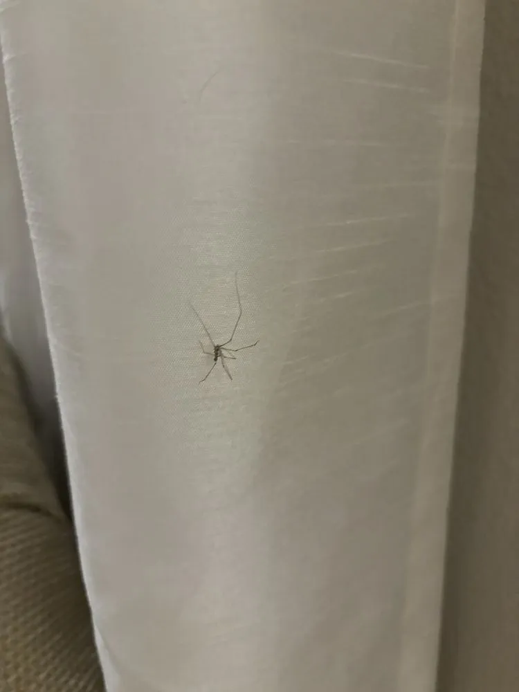 Local lawn care service in Yorba Linda, CA by White Knight Pest Control