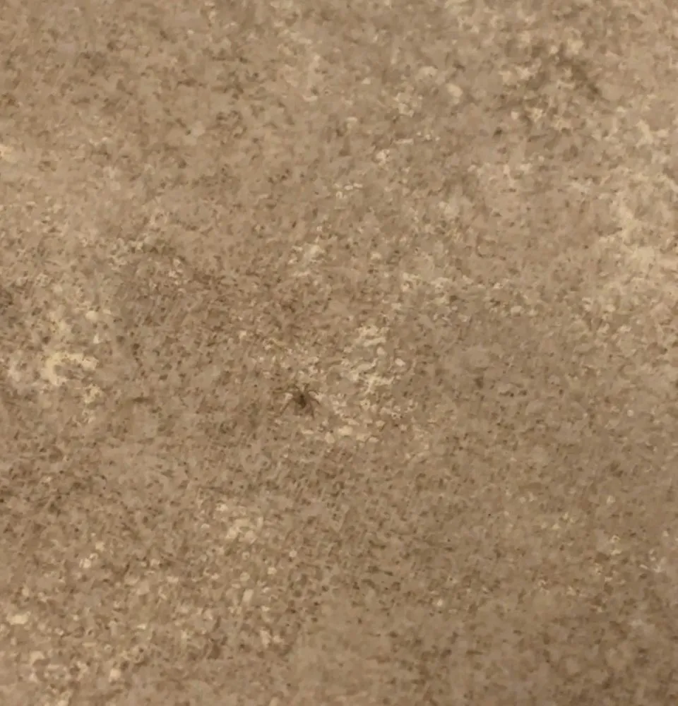 Reliable landscape installation in Yorba Linda, CA by White Knight Pest Control