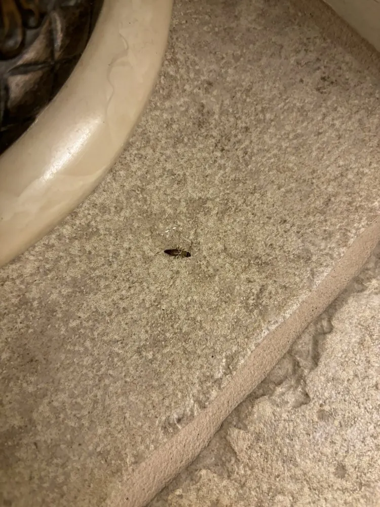 Professional lawn care service in Yorba Linda, CA by White Knight Pest Control