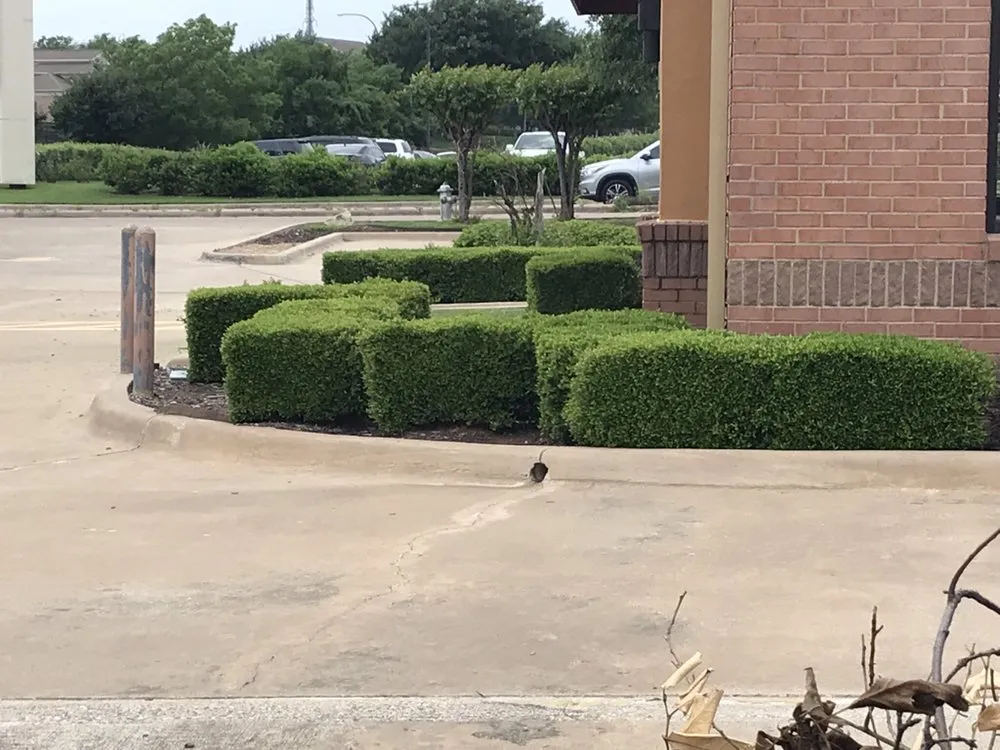 Trusted garden landscaping experts serving Cleburne, TX - White Lawn Care