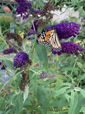 White Oak Horticultural Services