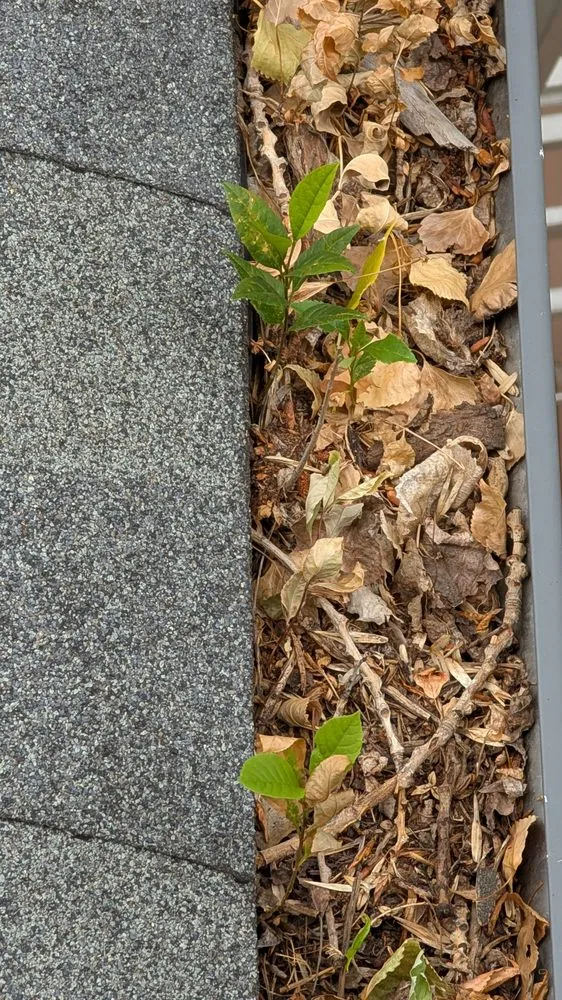 Professional landscaping services near you across Morrison, CO - White Owl Landscape Maintenance