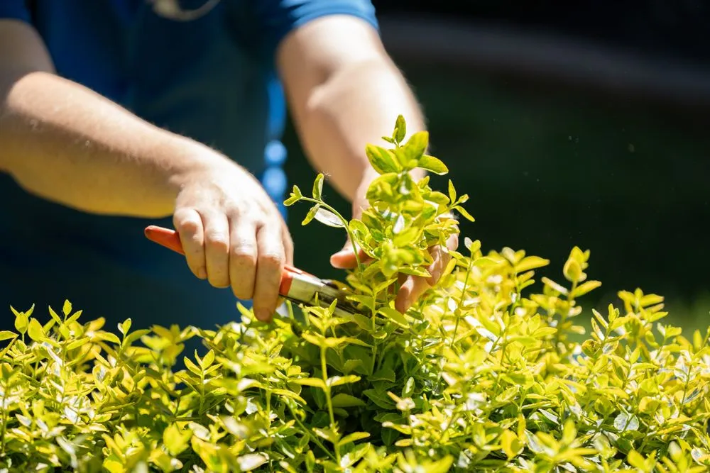 Affordable yard maintenance for beautiful yards across Midland, MI - White Pine Lawn & Snow Group