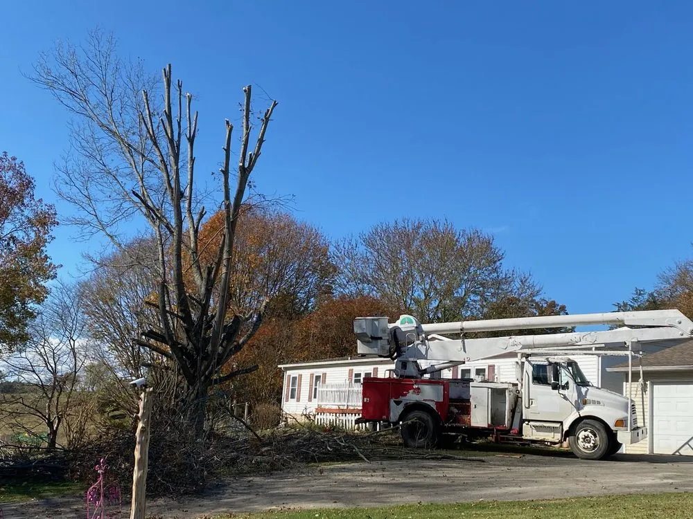 Top-rated yard cleanup service in White Pine, TN by White Pine Stump Grind