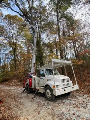 White Pine Stump Grind