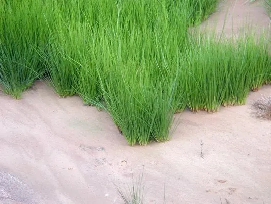 White Sands Aeration Logo