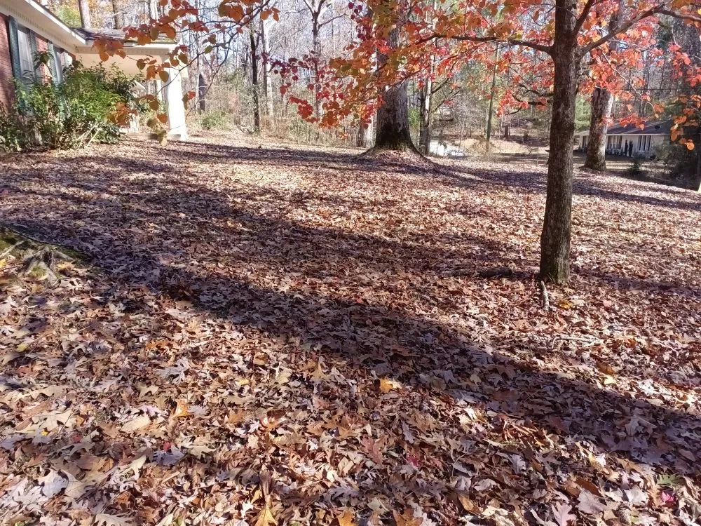 Affordable lawn mowing service experts serving Philadelphia, MS - Whitecrow Property Pros