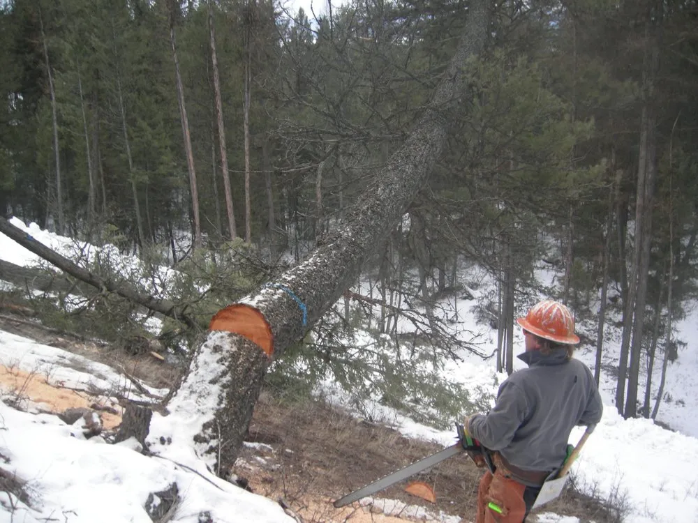 Local yard cleanup service in Whitefish, MT by Whitefish Hills Service