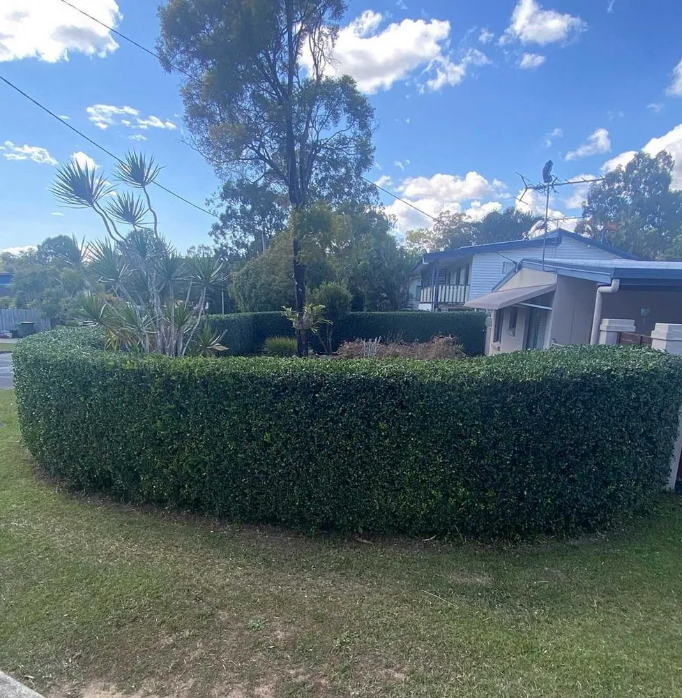 Top-rated yard cleanup service for residential properties in Dallas, TX by Whitehall Lawn Care