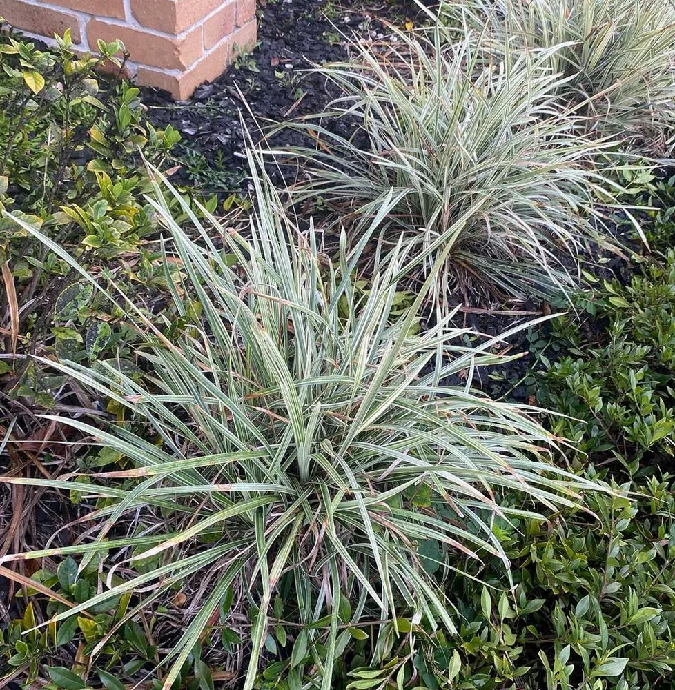 Professional landscape installation experts serving Dallas, TX - Whitehall Lawn Care