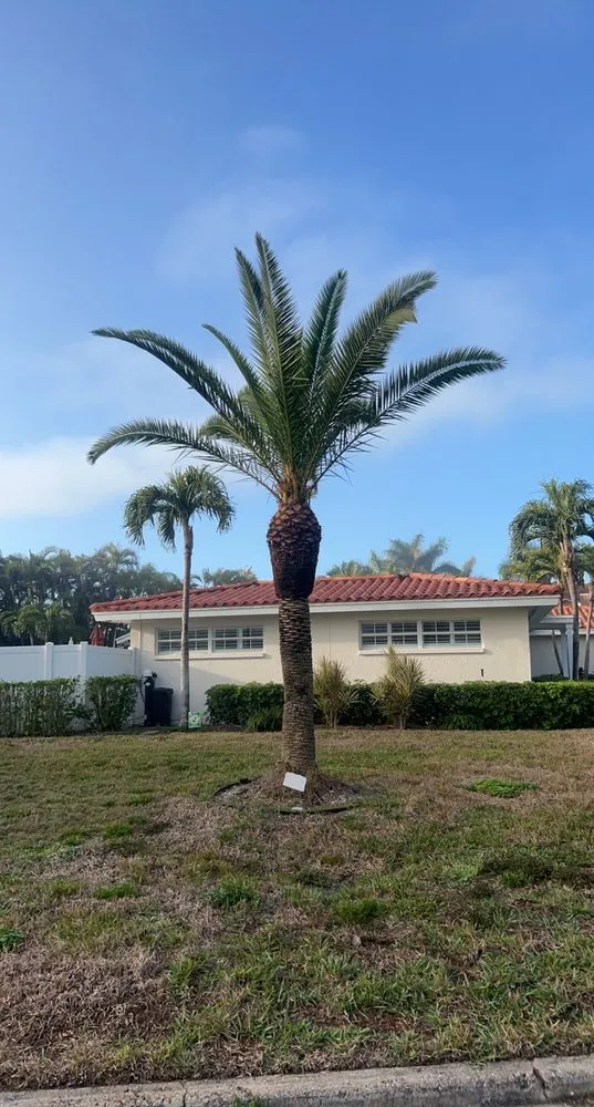 Top-rated yard cleanup service experts serving St Petersburg, FL - Whitehead Picture Perfect Services